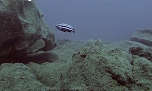 Melanochromis heterochromis